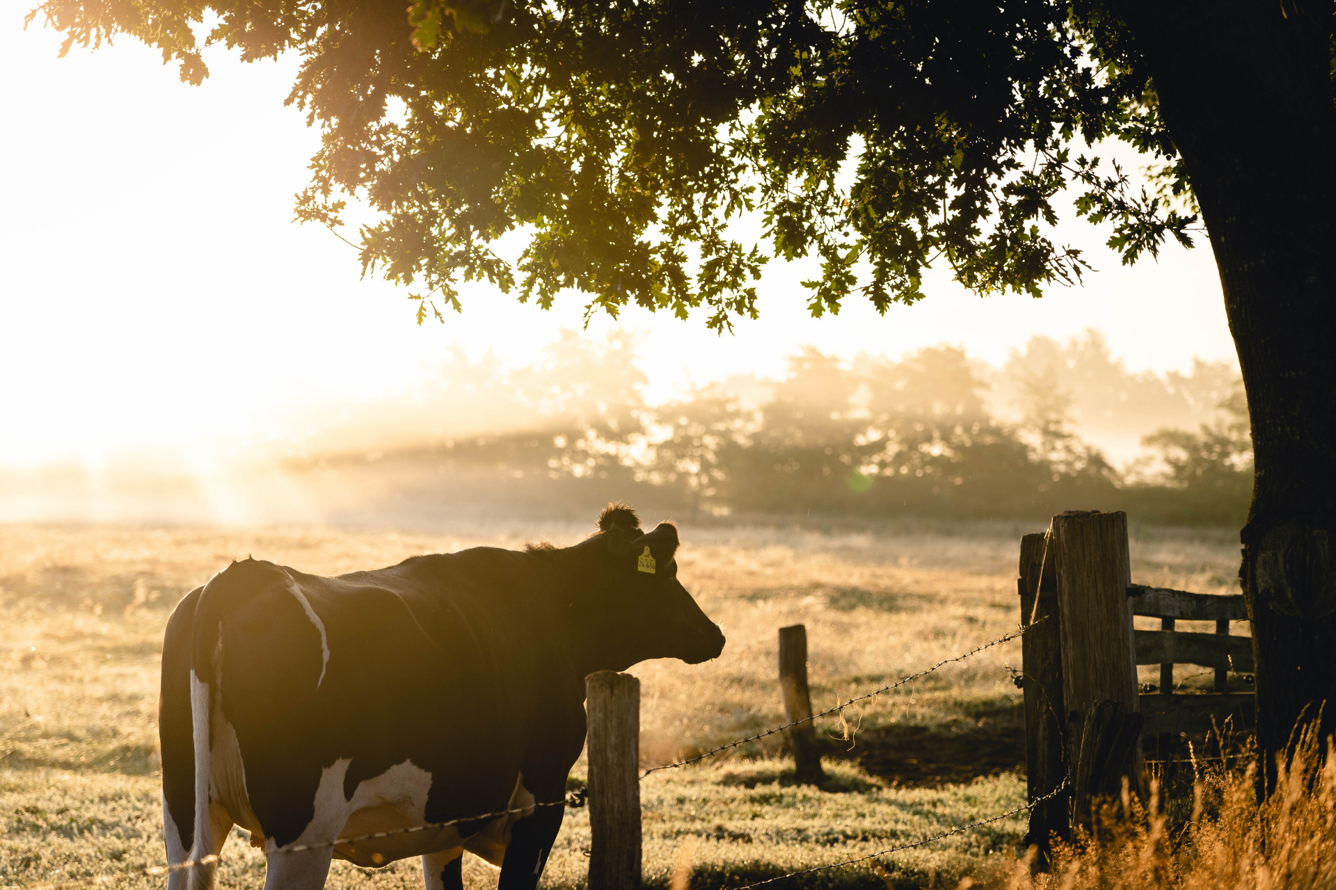 Golden Farm Australia